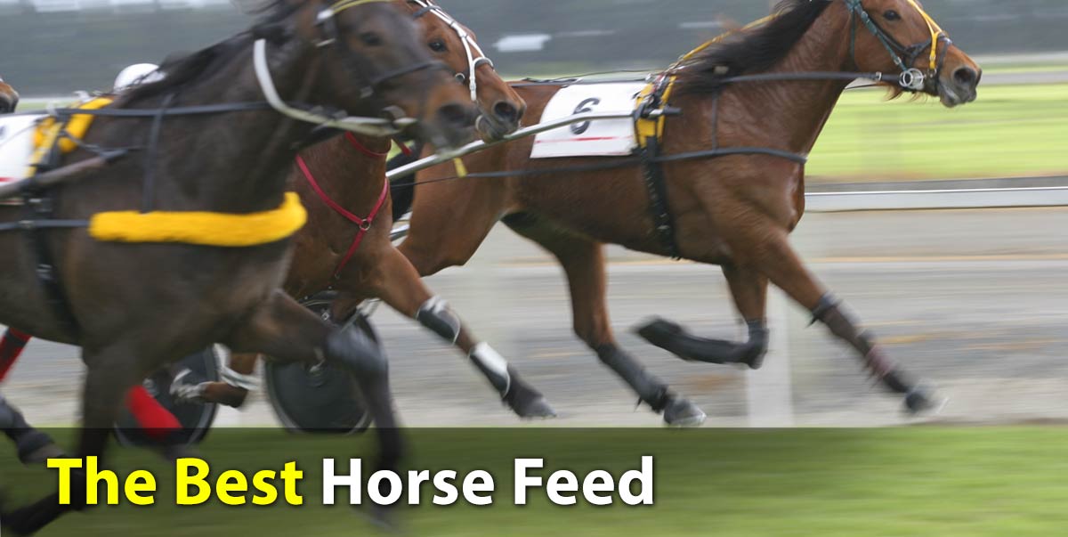 The Best Horse Feed