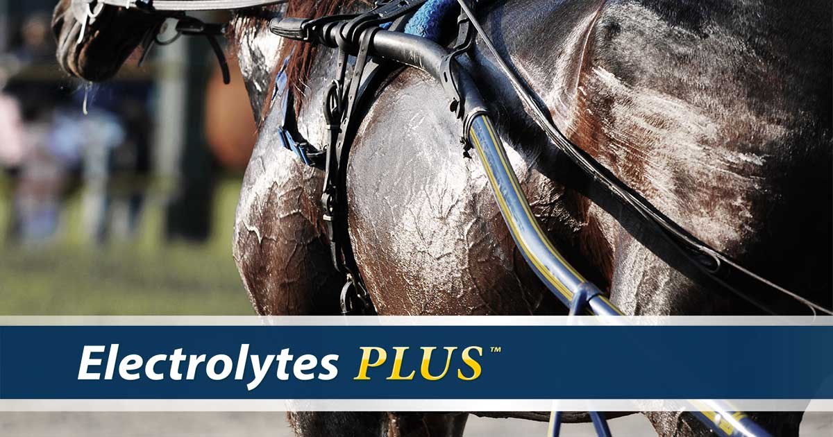Premium Electrolytes for Horses