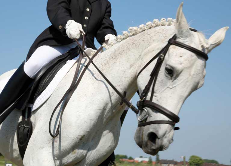 EPM in Horses An Overview